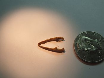 Media type: image;   Herpetology R-18364